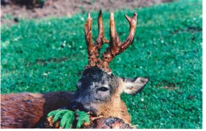 Bukkeopsats: Danmarksrekord