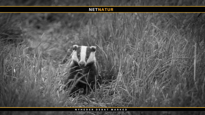 140.000 grævlinge skydes i England