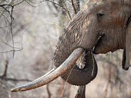 Botswanas regering på vej med jagtstop Botswanas regering på vej med jagtstop