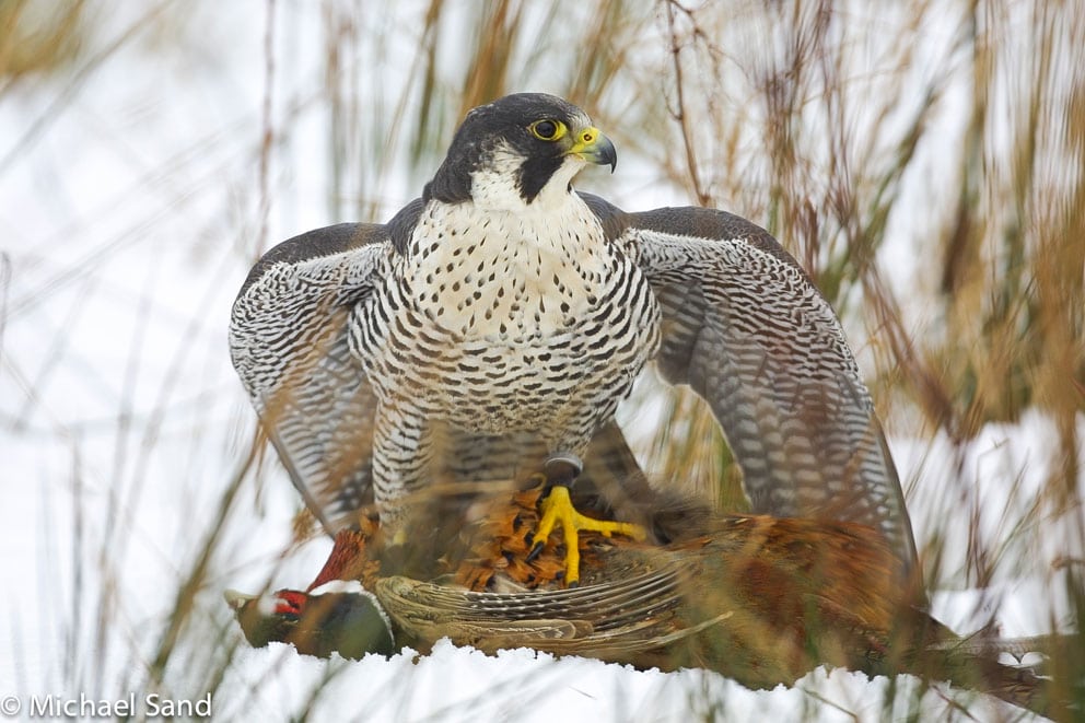 Frygt for indavl hos falkene på Møns Klint