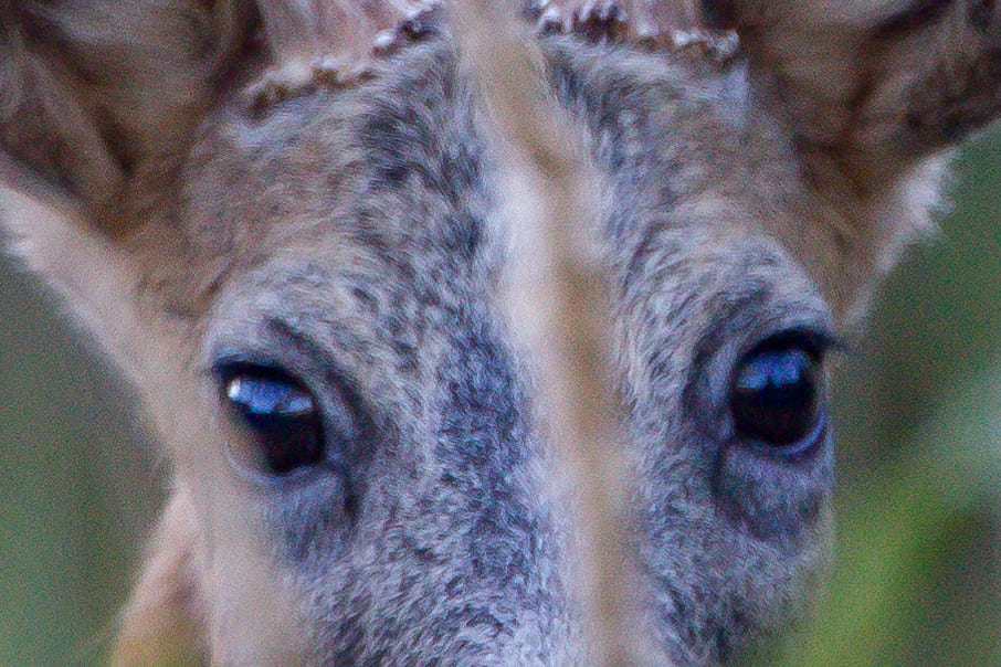 Returbuk 7-9 år gammel