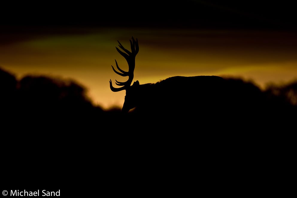 Kapital vestjysk kronhjort fundet hovedløs Kapital vestjysk kronhjort fundet hovedløs
