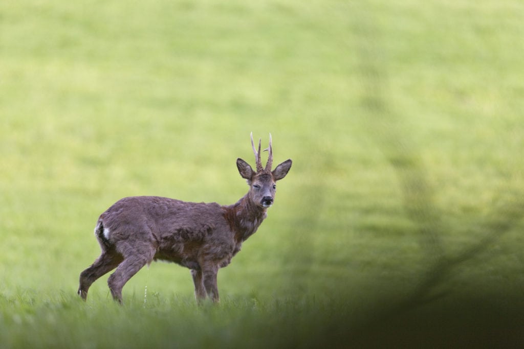 Dna-spor på vej ind i jagt på krybskytter