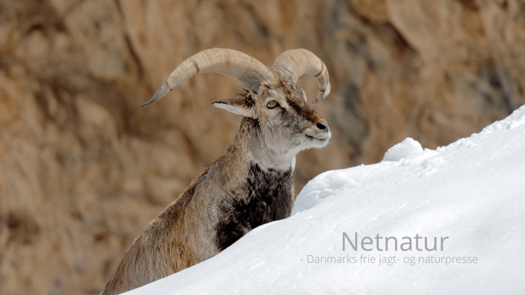 Genåbning af jagt i Kina lader stadig vente på sig