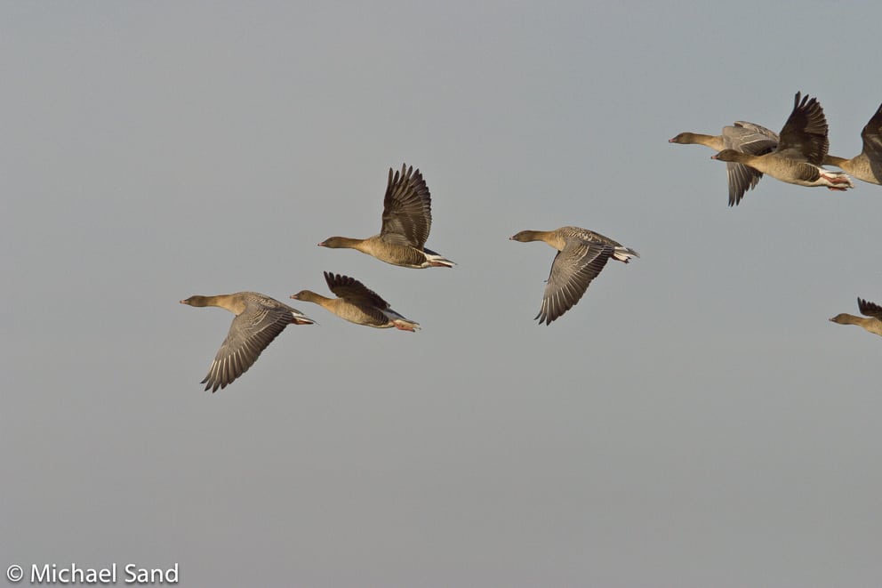 DOF kritiserer jægere for at anskyde gæs