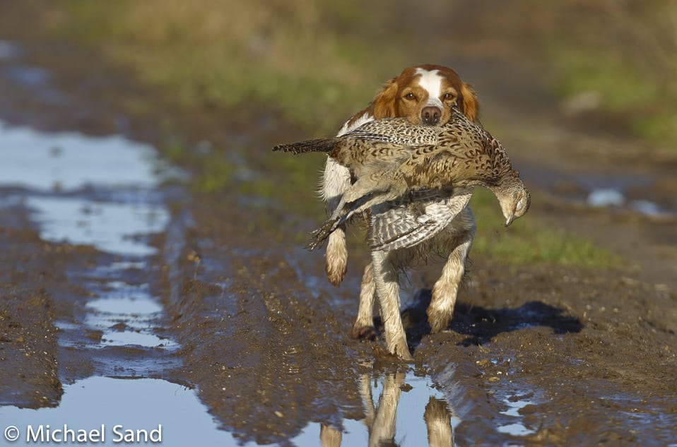 Dansk Breton Klub bag nyskabelse for nyjægere Dansk Breton Klub bag nyskabelse for nyjægere