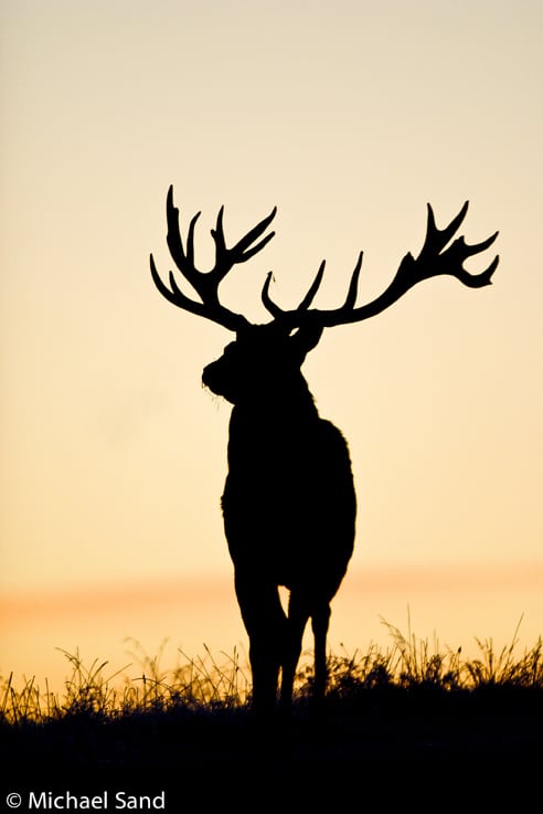 Jæger anskød krondyr før solopgang