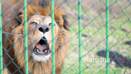 Fraråder danske jægere at jage løve i Sydafrika