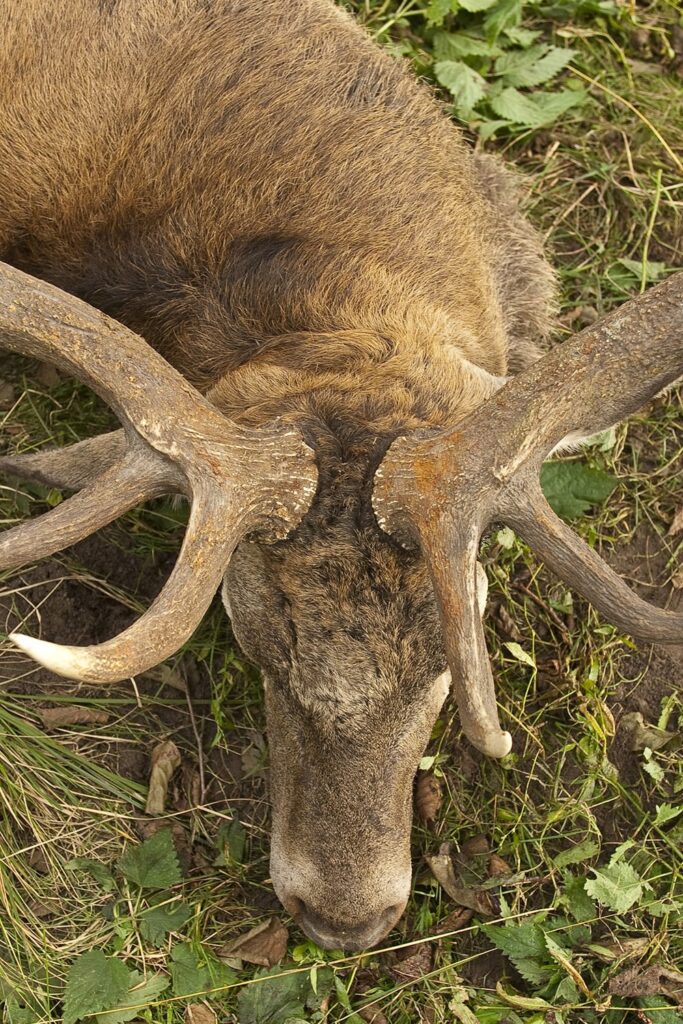Jagtrejsebureau nægter at tro, der er noget galt
