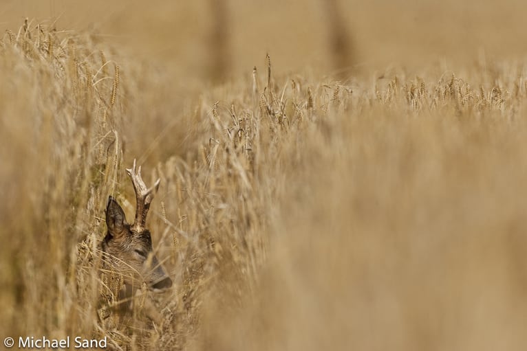 En holdning til dåseløver, ungarske kæmpe bukke og abnorme kronhjorte
