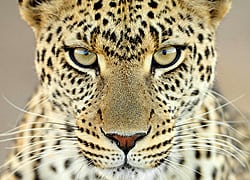 Ulovlig leopardjagt kommet for en dag