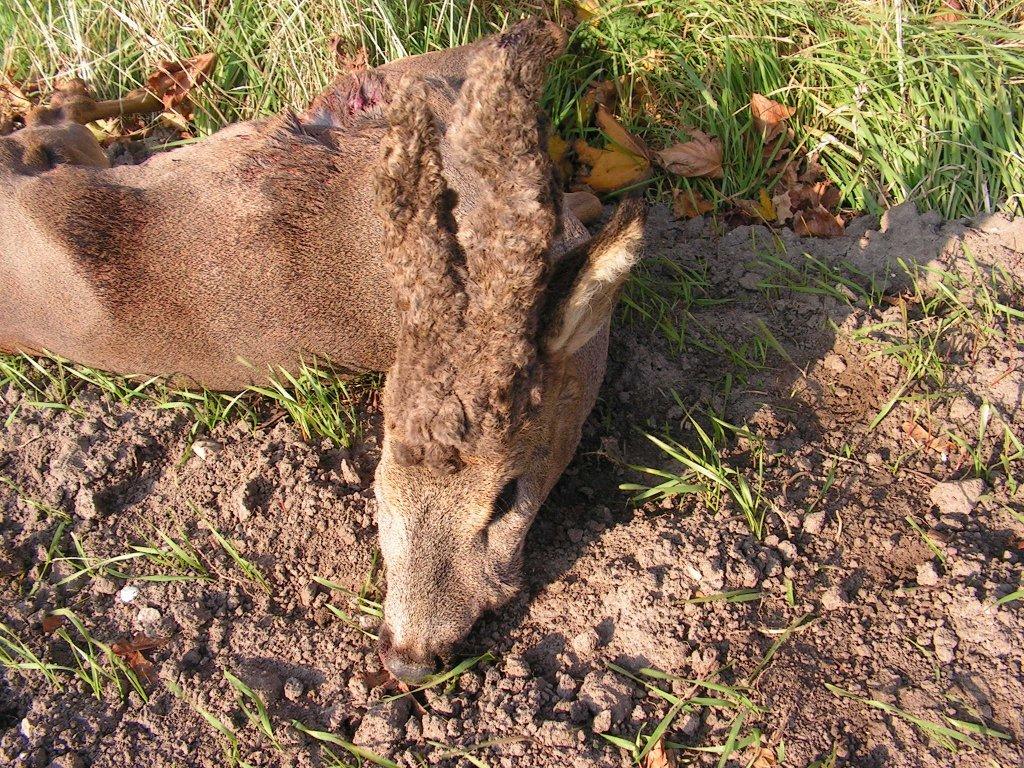 Efterårsbuk med paryk