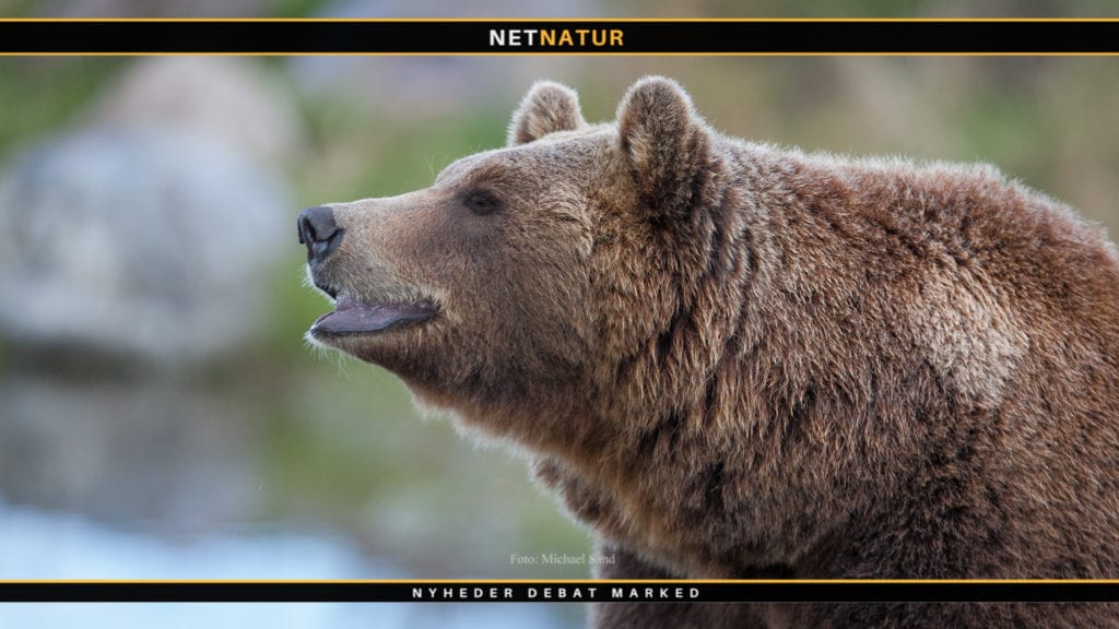 Spektakulær ”jagt” på en rumænsk tambjørn