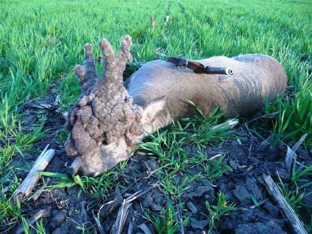 Mistanke om, at ungarske mega bukke er kastrerede