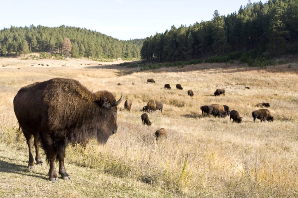 Bisonen vender tilbage til dansk natur