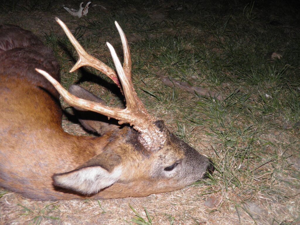 Rå skudt med bue og pil - Dennis Würtz