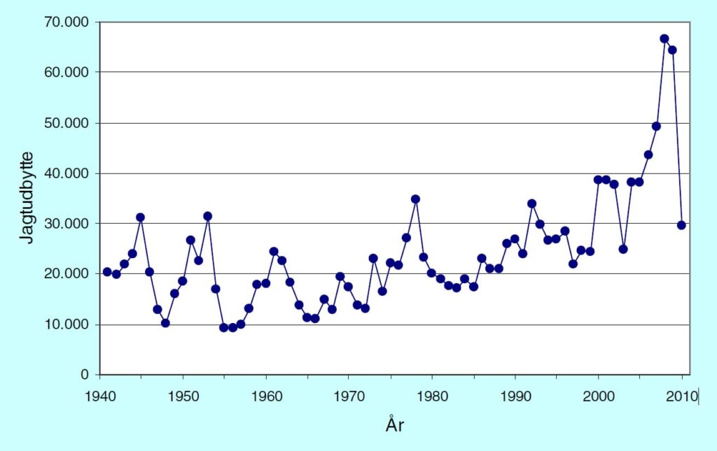 Figur1 - Jagtudbyttet af skovsneppe i jagtsæsonerne 1941/42 – 2010/11.