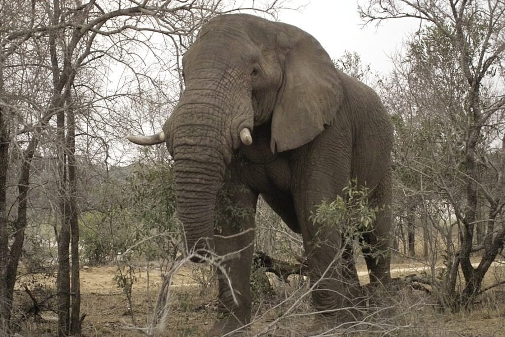 Database for elfenben er nu under etablering Database for elfenben er nu under etablering