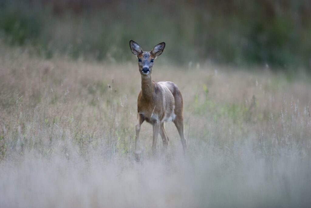 DCE: tilbagegang for råvildtet i Vendsyssel
