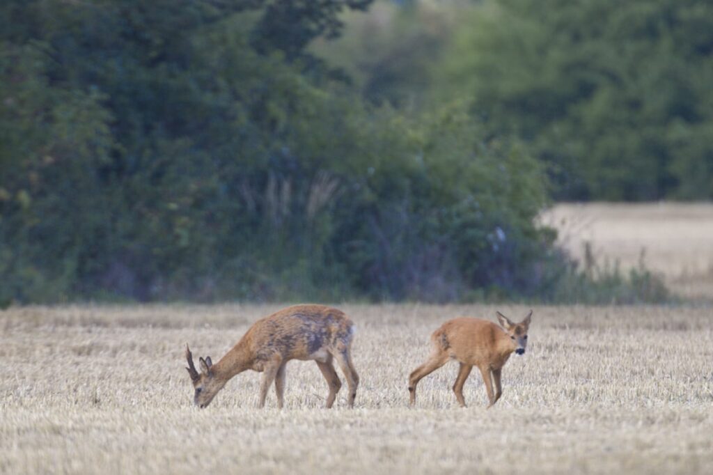 Råvildt går markant tilbage i Vendsyssel