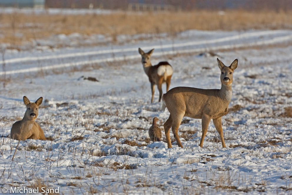 Danske hjortevildt i topform Danske hjortevildt i topform