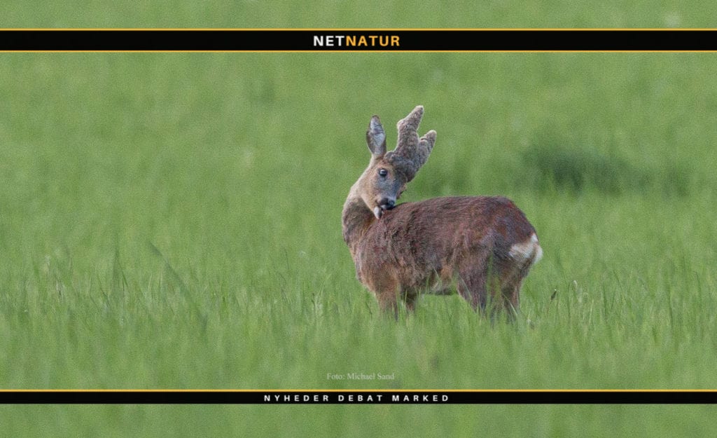 Rapport om Ungarn udløste læserstorm