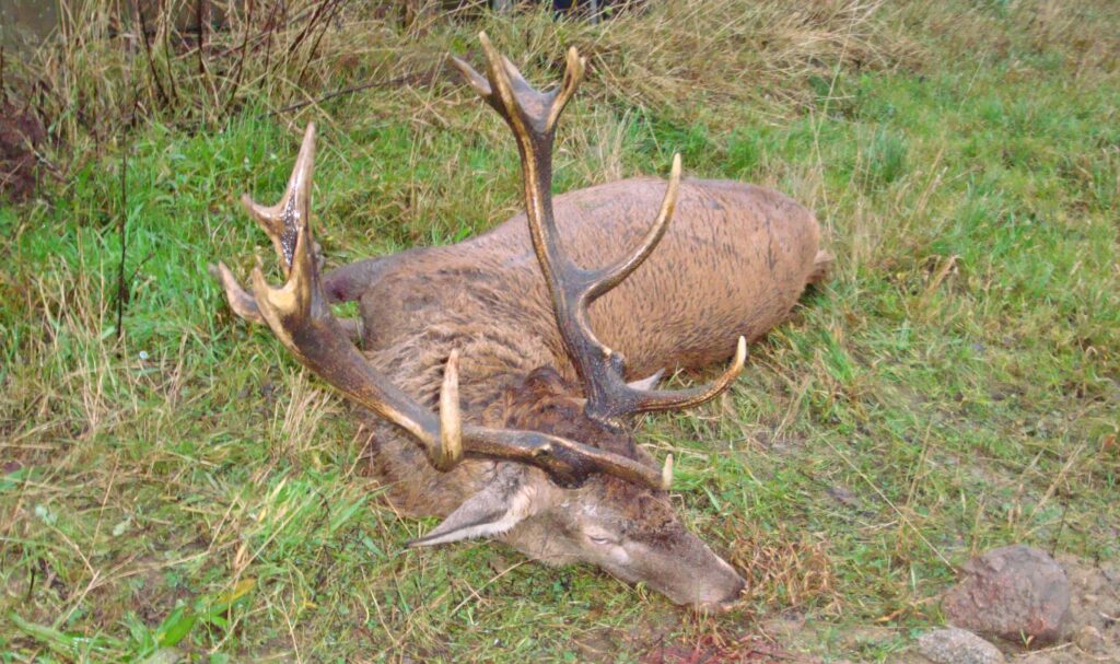 Midtvendsyssel hjortelaug er undfanget Midtvendsyssel hjortelaug er undfanget