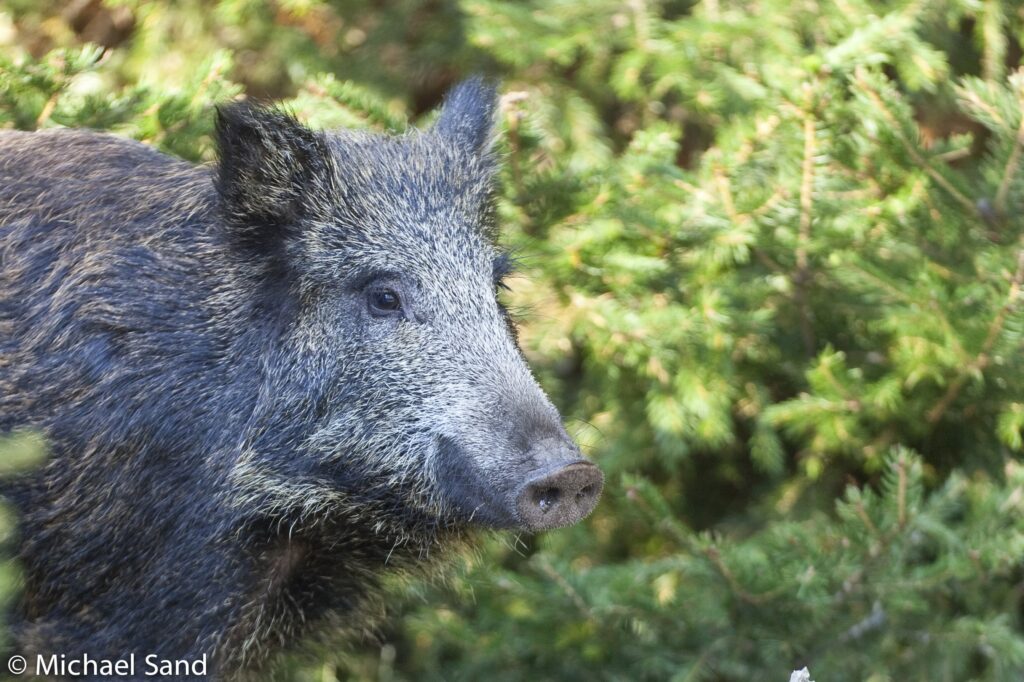 Jagt tungtvejende faktor i Ungarns skovregnskab