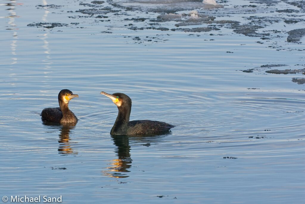 Skarven truer fiskebestanden i Skjern Å