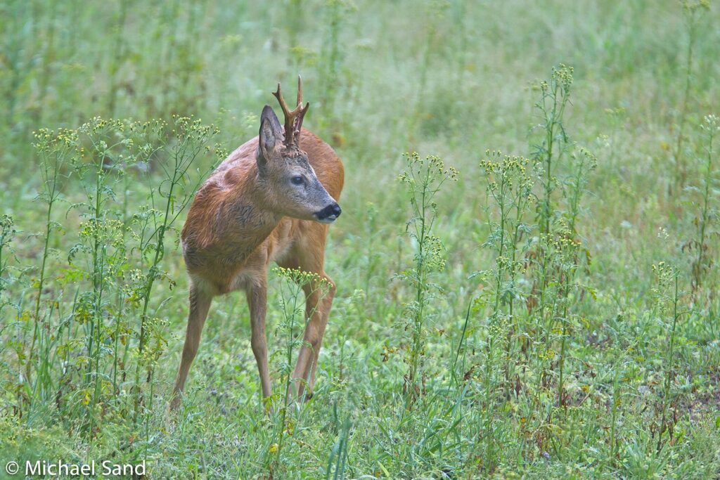 Sådan kan du få bedre bukke på dit jagtareal!