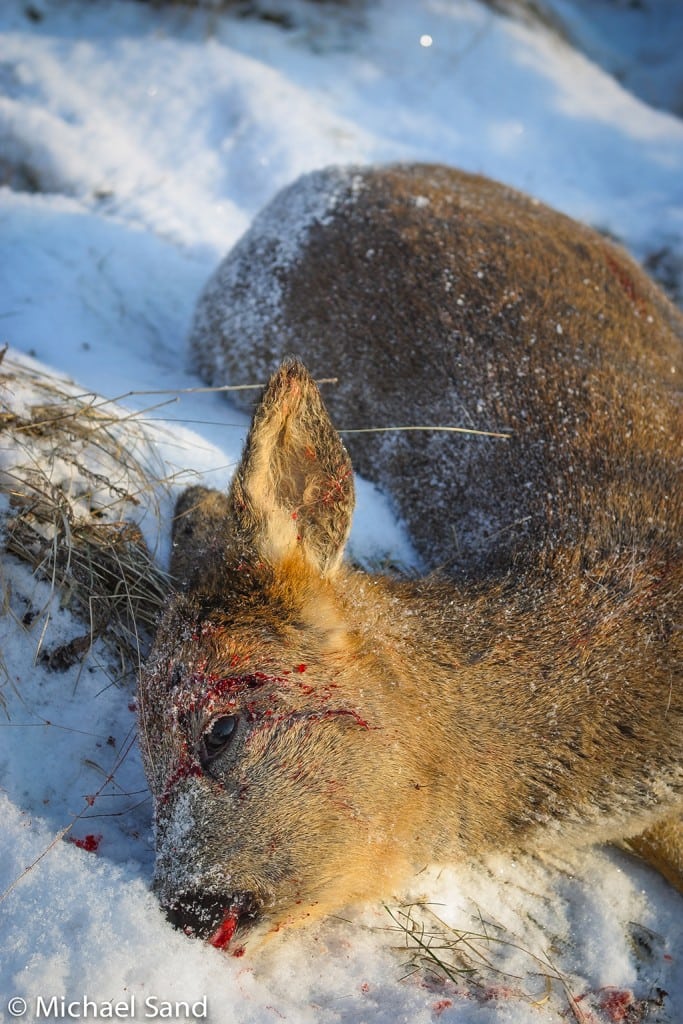 Formodet krybskytte anholdt Hallund Jagtforening stiller nyt krav til medlemmer