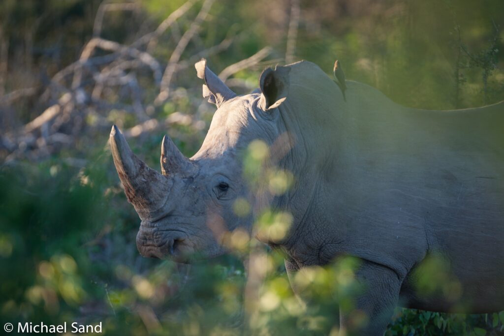 Heldet følger den kløgtige
