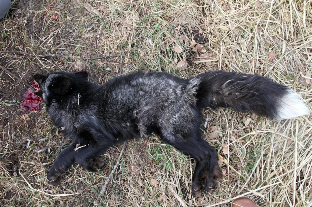 Da mårhunden blev til en sølvræv