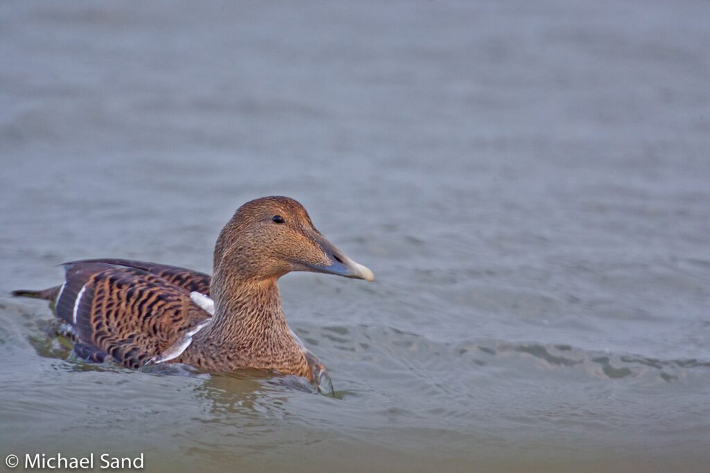 EU: Stop muslingeskrab i beskyttede områder