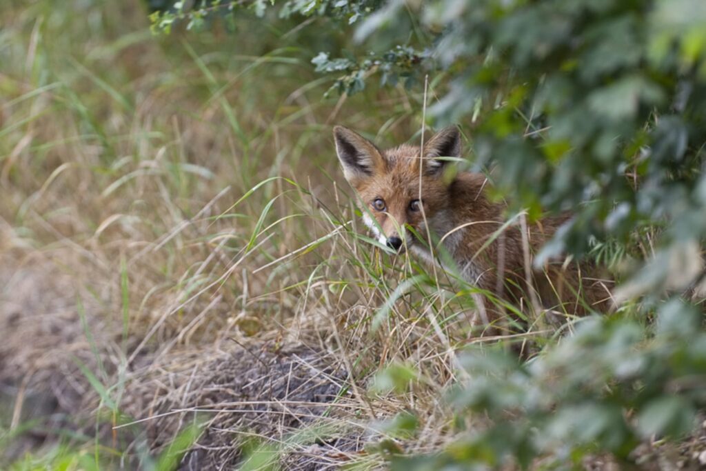 Foto: Michael Sand - Wildlifeimage.dk