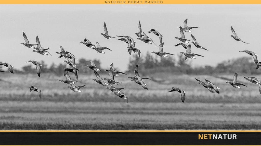 Fredning af mørkbuget knortegås runder 46 år