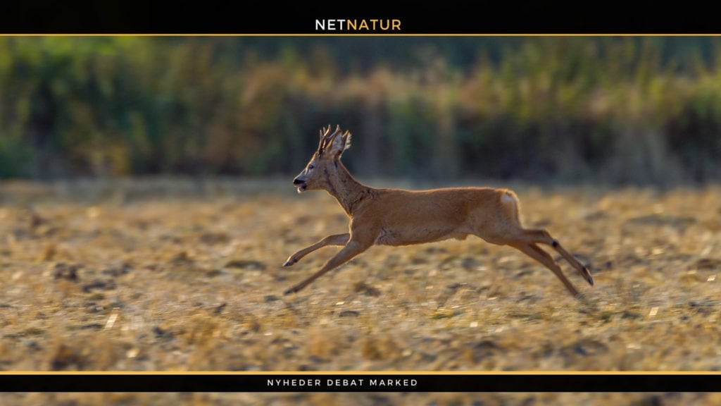 Markråvildt stortrives, og det er svært at jage