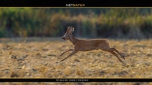 Markråvildt stortrives, og det er svært at jage