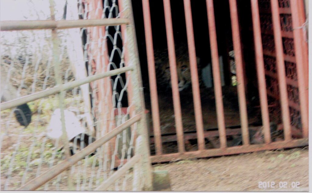 Danskere forarget over synet af gepard i fælde Gepard