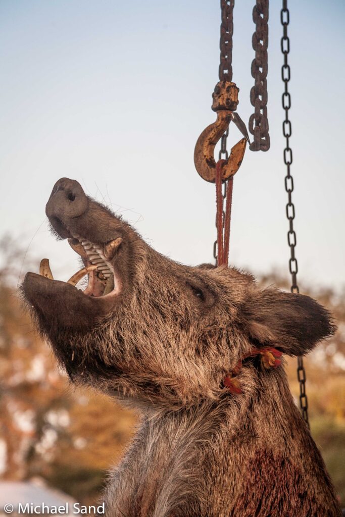 Vildtkamera afslørede indbrudstyv MG 6911