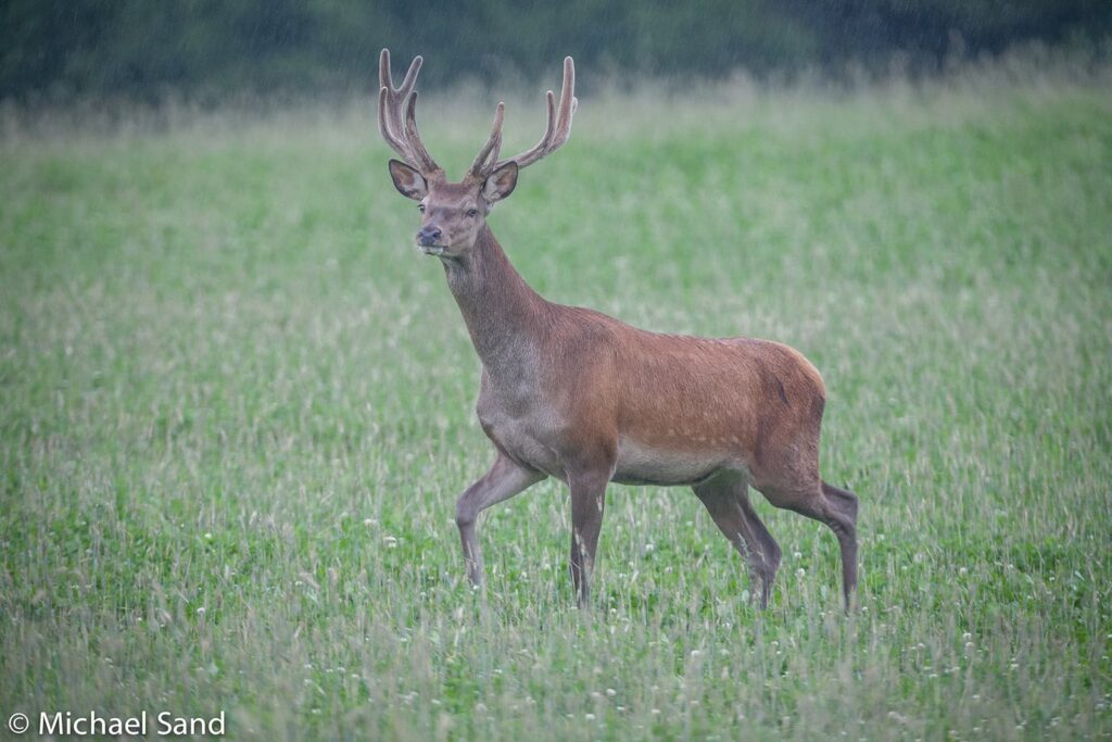 Midtvendsyssel hjortelaug er i mål MG 9573