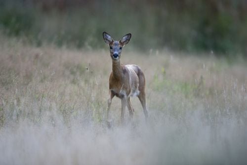 Påkørt rådyr gemte sig i villahaver