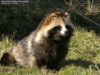 Mårhunden - invasiv, uønsket og svær at bekæmpe