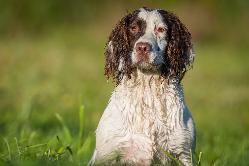 Hundesalg, der gik i hundene