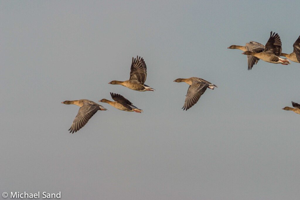 De kortnæbbede ned i antal