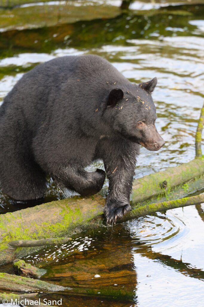 Prøveløsladt morder spist af sortbjørn