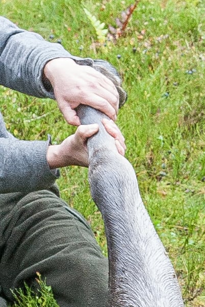 Elgtyr reddet af svensk ungjæger