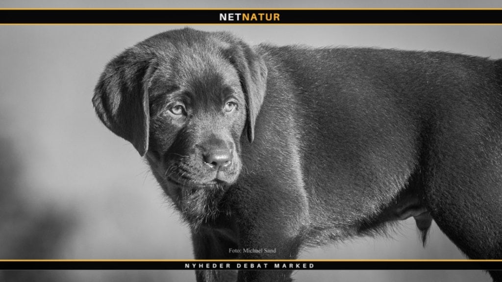 Labrador retriever – Danmarks jagthund nummer 1 Labrador retriever - Danmarks jagthund nummer 1