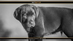 Labrador retriever - Danmarks jagthund nummer 1