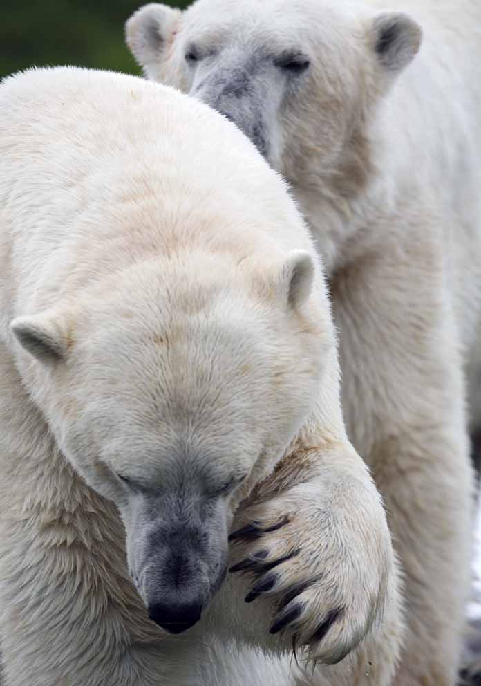 Øgede Canadiske isbjørnekvoter i udsigt